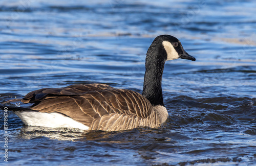 canada goose swimming