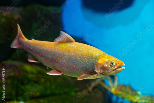 Obraz na plátně Arctic Char fish swimming in blue water: Side view of freshwater trout species w
