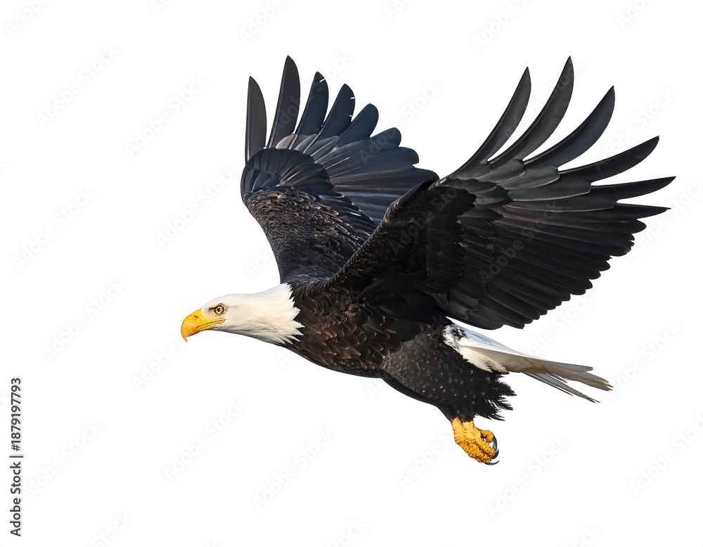Obraz premium A majestic bird of prey soars in flight against a clean white background. Its plumage and yellow beak are in view