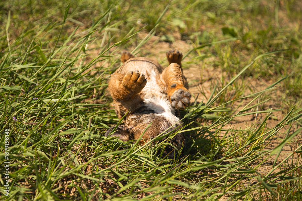 Obraz premium Cute little brown dog sunbathing on a nice summer day