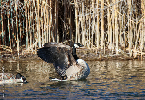 goose on the water