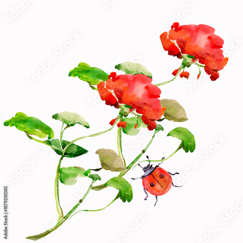 Flowers  pattern.Image on white and colored background.