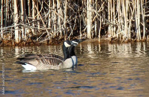 canada goose swimming