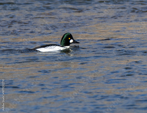 duck on the water