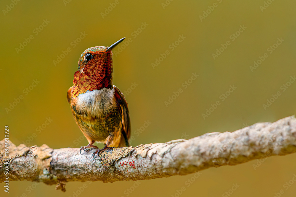 Fototapeta premium Volcano hummingbird perched on branch with blurred background