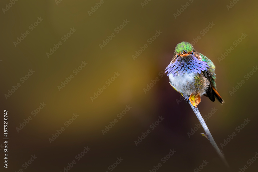 Naklejka premium Volcano hummingbird perched on branch with blurred background