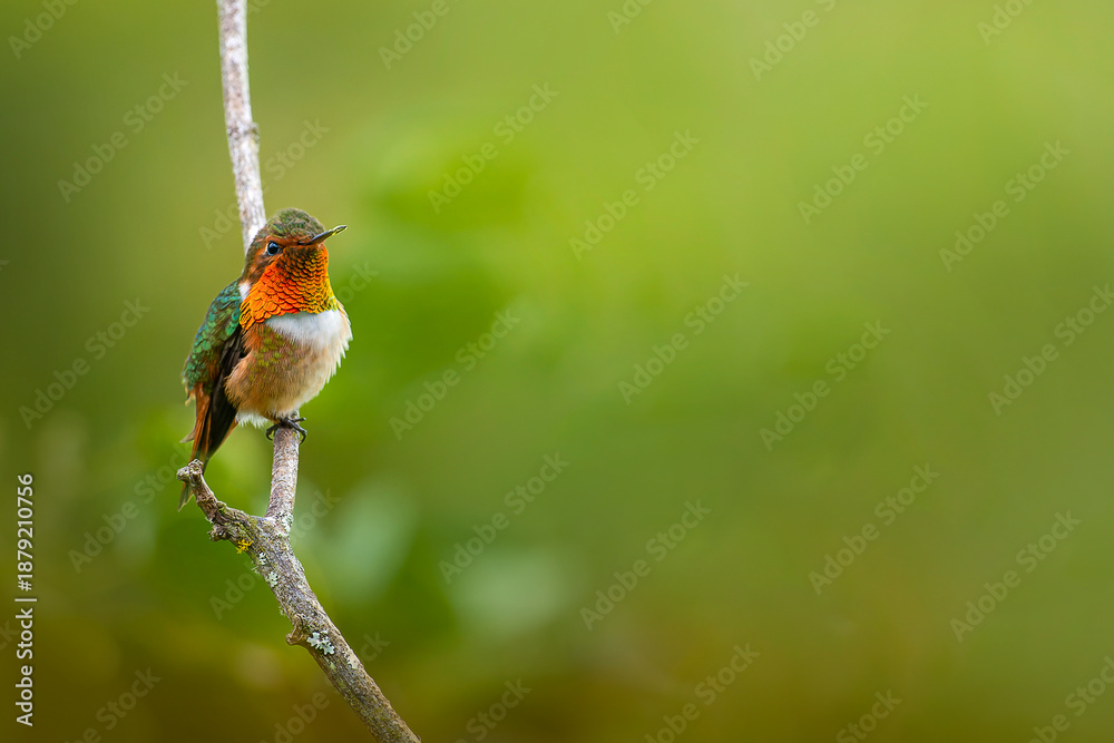 Obraz premium Volcano hummingbird perched on branch with blurred background