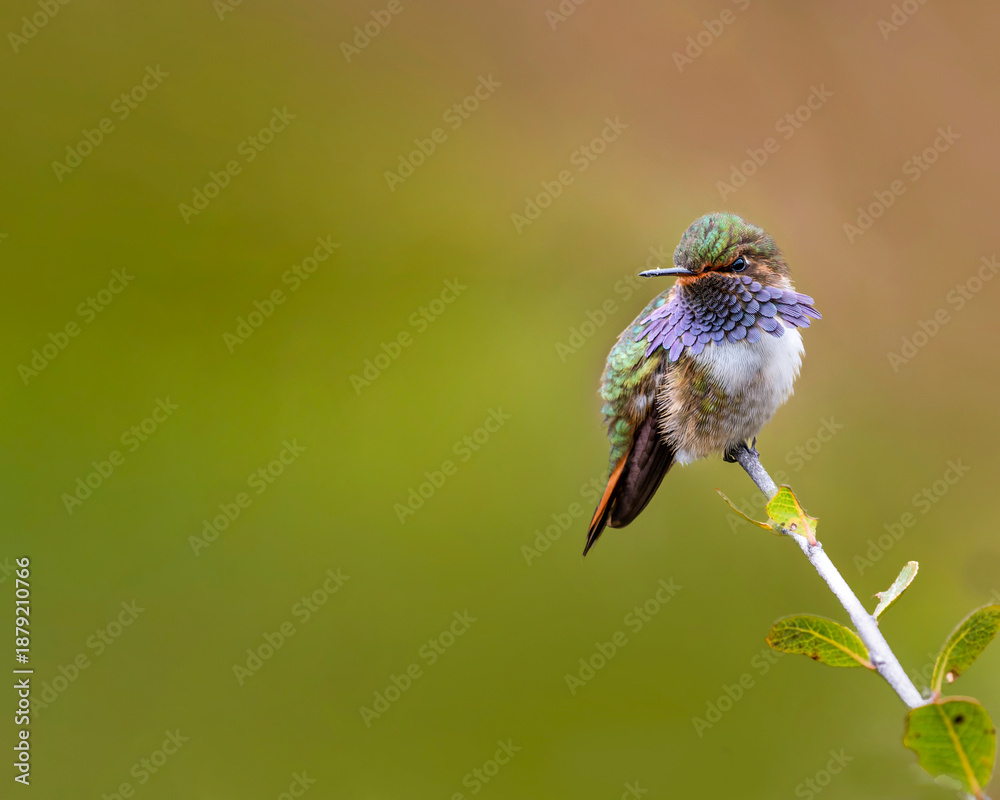 Obraz premium Volcano hummingbird perched on branch with blurred background