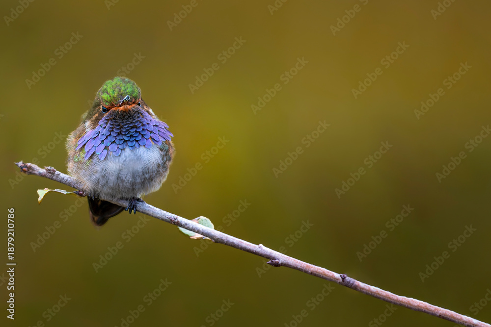 Obraz premium Volcano hummingbird perched on branch with blurred background