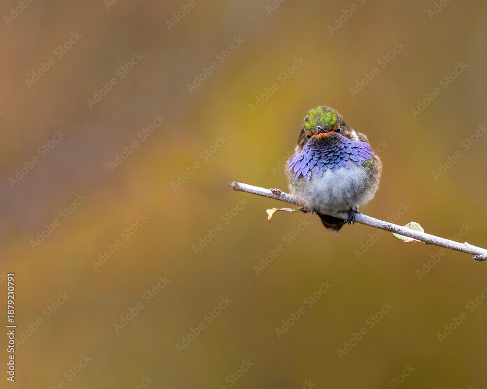 Obraz premium Volcano hummingbird perched on branch with blurred background
