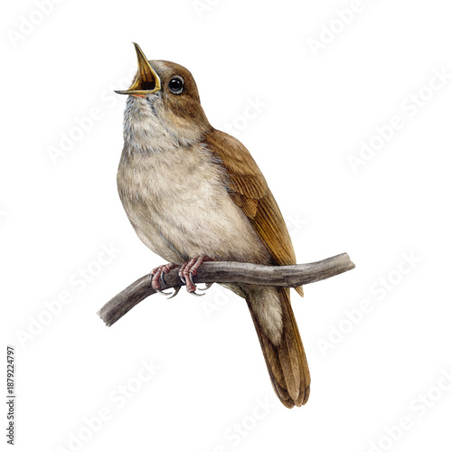 Foto Nightingale bird on tree branch watercolor illustration