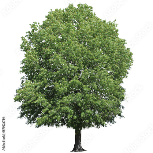 Foto Red Oak, Quercus rubra, PNG