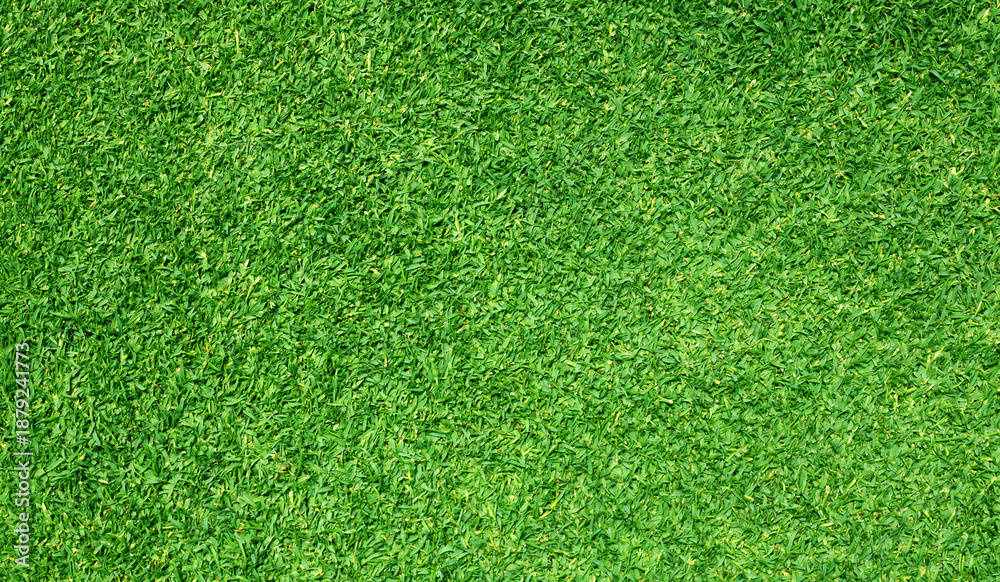 Fototapeta premium Green grass background