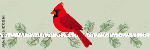 Bright red cardinal bird on birch branch with green pine needles, minimalist winter woodland illustration for holiday greeting cards