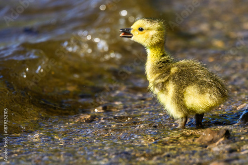 Photos A tiny, fluffy Canada goose gosling waddles along a sandy beach near the water's edge, beautifully backlit by the golden sunlight