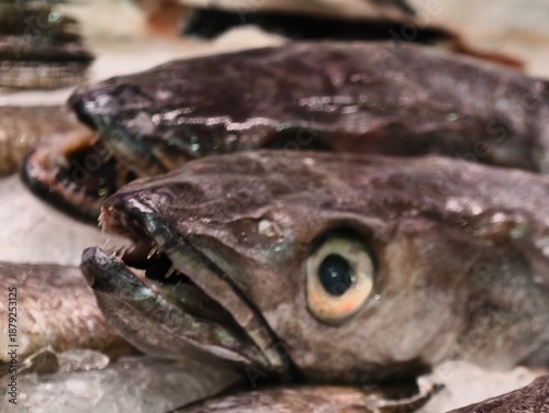 фотографія icecold hake with textured scales, close view of chilled hake with shiny eye and