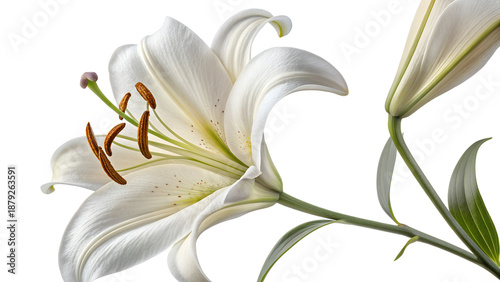 white lily isolated on white