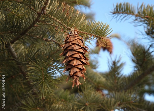 Принти на полотні Douglas-Fir (Pseudotsuga menziesii) cone hanging from a tree branch in Beartooth