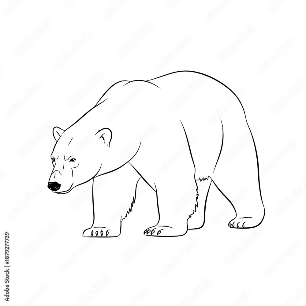 Fototapeta premium Majestic polar bear walking in profile view