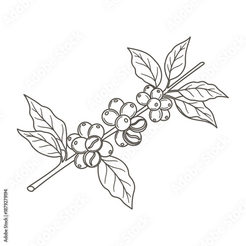 Botanical Coffee Branch Line Art Illustration. Hand Drawn Sketch of Coffee Cherries, Beans, and Leaves on White Background.
