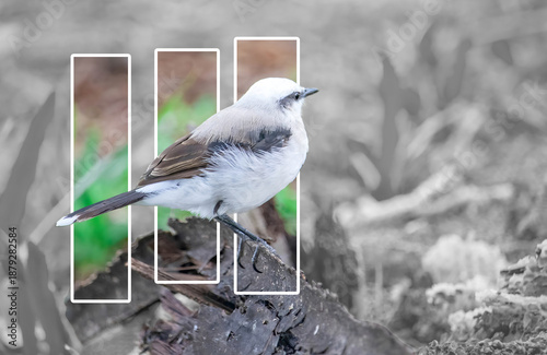 Bird art for paintings, Bird photo