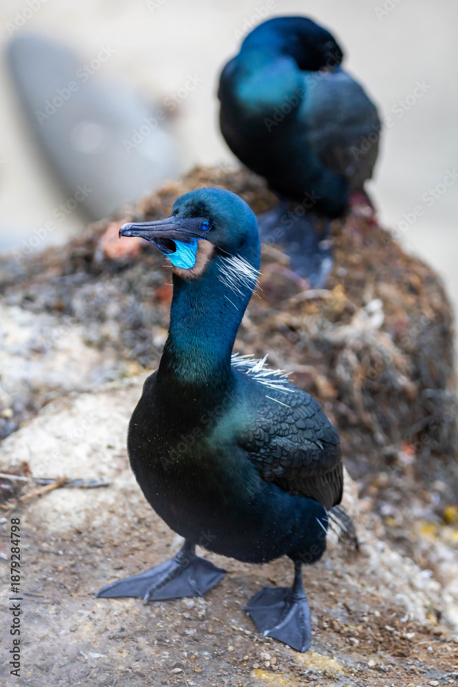 Fototapeta premium Brandts Cormorant close up on La Jolla Cove