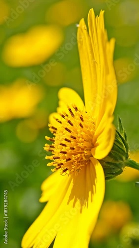 Bright Yellow Blooms Delightful Daisy Displays Natural Beauty in Fresh Springtime