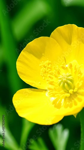 Bright Yellow Buttercup Flower Displaying Unique Symmetry and Captivating Floral Beauty in Macro