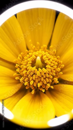 Bright Yellow Flower Close Up With Circular Frames A Naturalistic Presentation