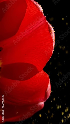 Captivating Bloom Red Tulip Opening Time Lapse with Sparkling Light on Black Background