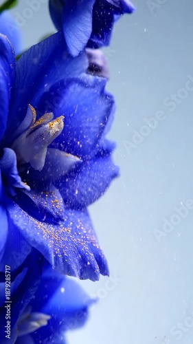 Captivating Blue Delphinium Blossom With Sparkling Water Droplets And Light Haze Background