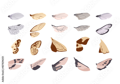 Insect Wings Illustrtation