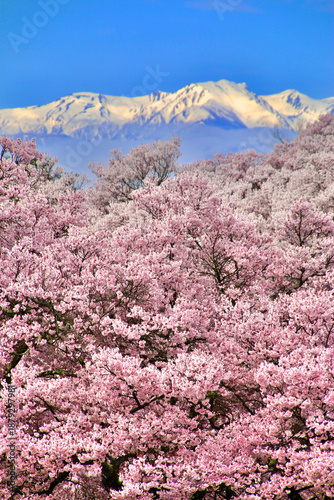 高遠城址公園の桜・中央アルプス（長野県・伊那市）