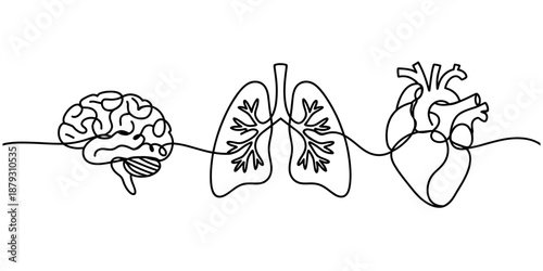 Single line drawing of the human brain, lungs, and heart representing interconnectedness Vector, illustration