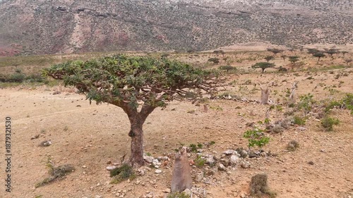 Aerial view of dry, rocky landscape with distinctive frankincense trees stretches across a remote valley, framed by rugged mountains under an overcast sky, conveying isolation and natural resilience.