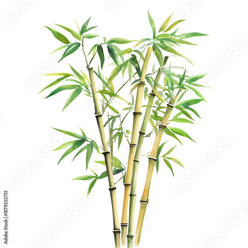 bamboo in watercolor style isolated on white and transparent background