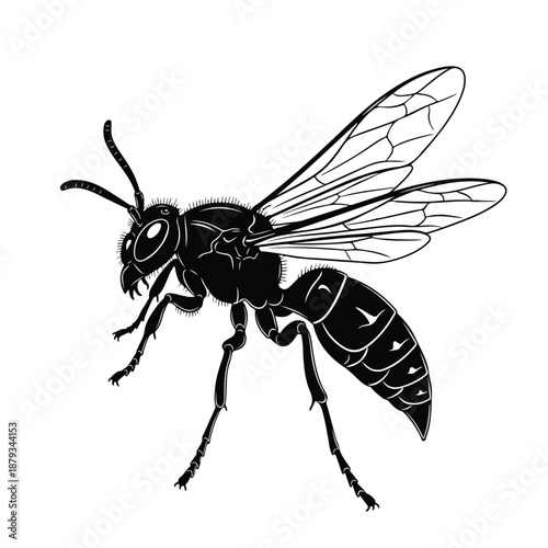 Detailed black and white illustration of a wasp with visible wings