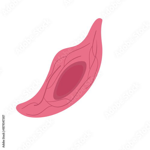 Endothelial Cell. Structure, Function and Types of Endothelial Cell Vector