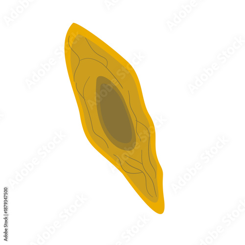Endothelial Cell. Structure, Function and Types of Endothelial Cell Vector