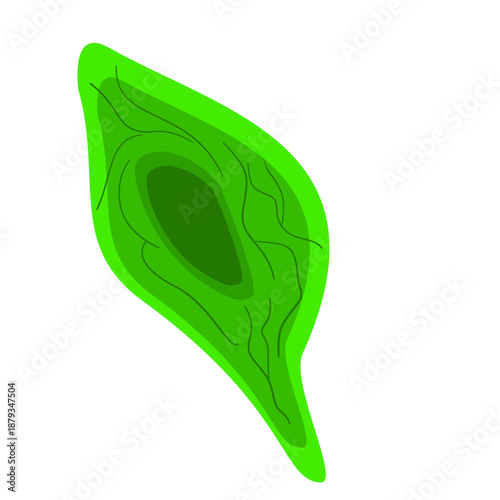 Endothelial Cell. Structure, Function and Types of Endothelial Cell Vector