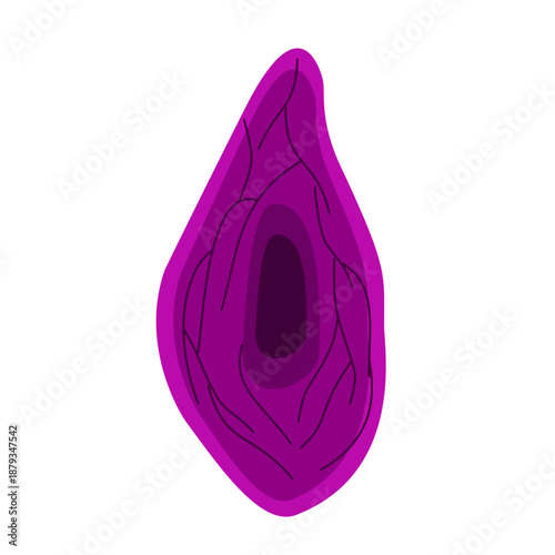 Endothelial Cell. Structure, Function and Types of Endothelial Cell Vector