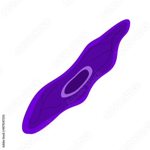 Endothelial Cell. Structure, Function and Types of Endothelial Cell Vector