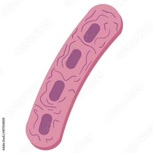 Klebsiella Pneumoniae Illustration