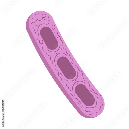 Klebsiella Pneumoniae Illustration