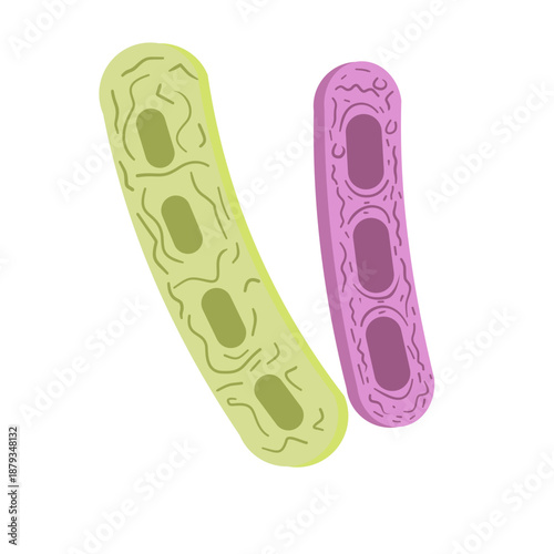 Klebsiella Pneumoniae Illustration