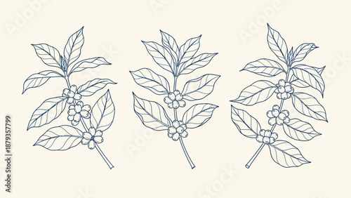Three hand-drawn illustrations of coffee plant branches with leaves and berries on a cream background.