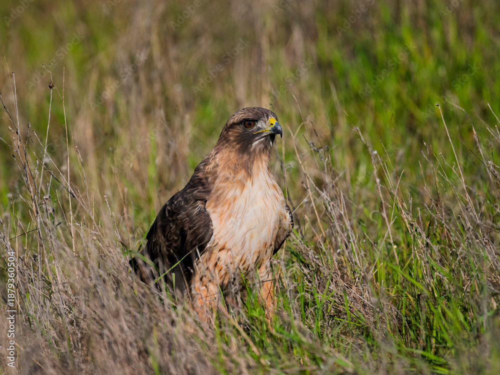 Obraz premium Red-tailed hawk standing alert in grassy field habitat