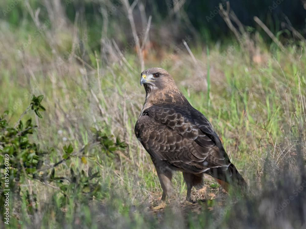 Fototapeta premium Red-tailed hawk standing alert in grassy California meadow habitat
