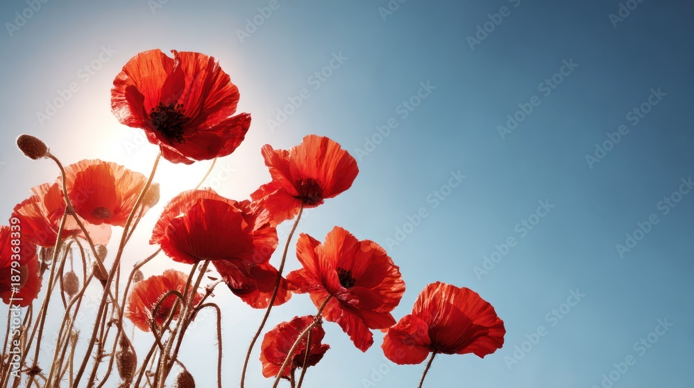 Naklejka premium Vibrant red poppies against a clear blue sky in sunlight.