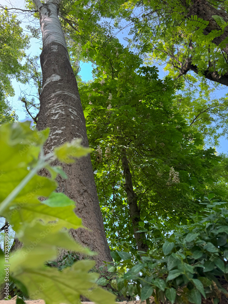 Fototapeta premium Looking up at tall trees with textured trunks and vibrant green foliage